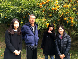「鳴門オレンジ」生産農家を訪ねました