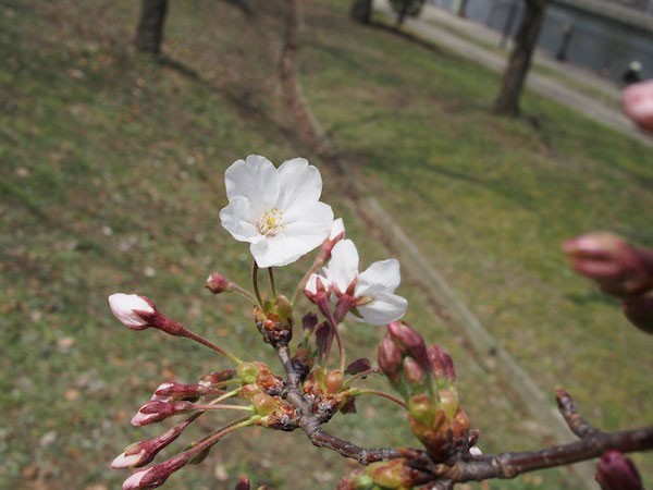 大阪城公園　桜