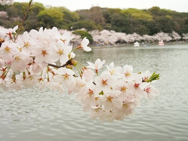 明石公園　桜